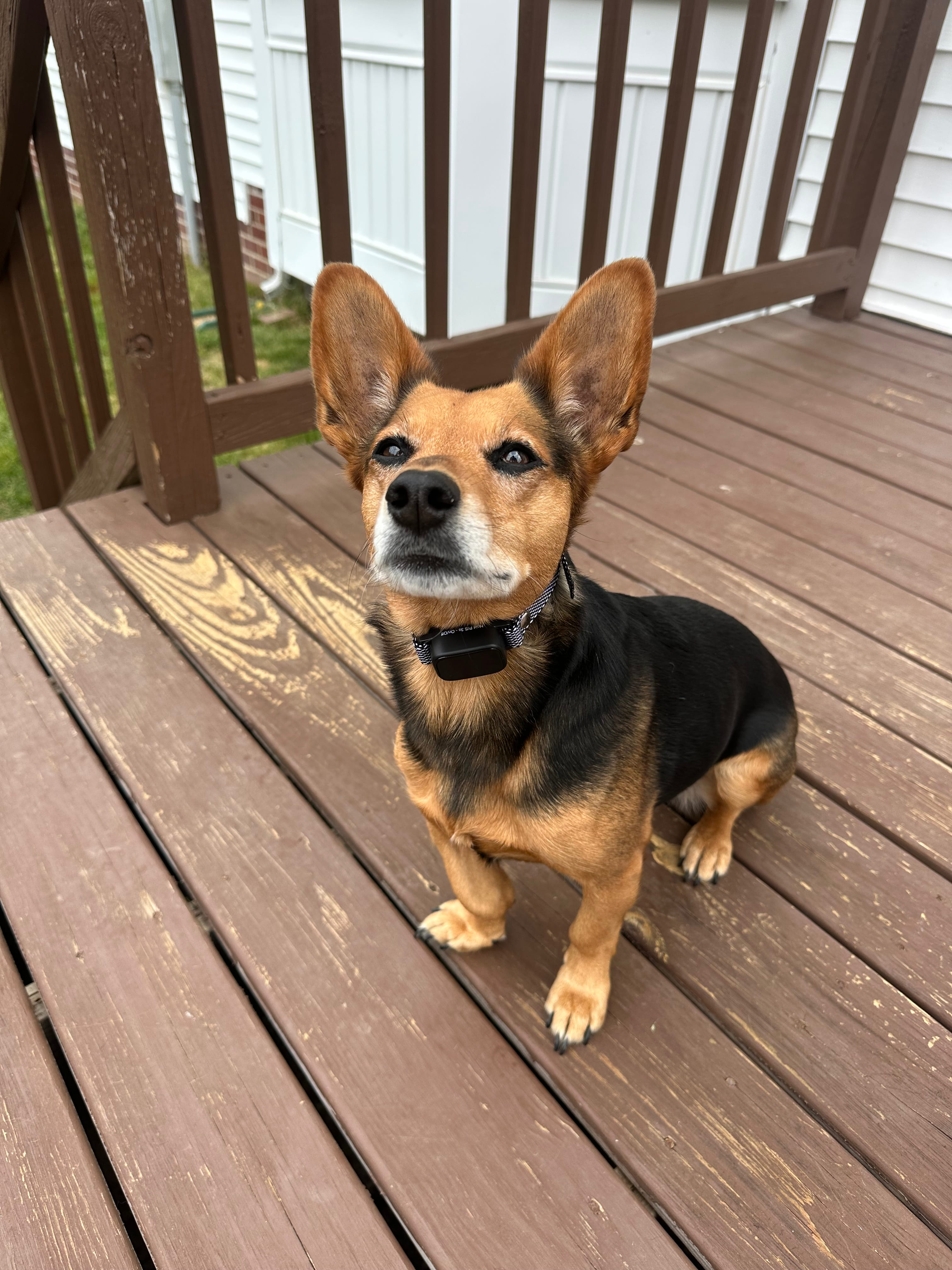 Venus wearing an Elecane OB10 Pro bark collar